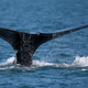 Illustration for article titled Scientists Call For Action to Prevent Right Whales Extinction
